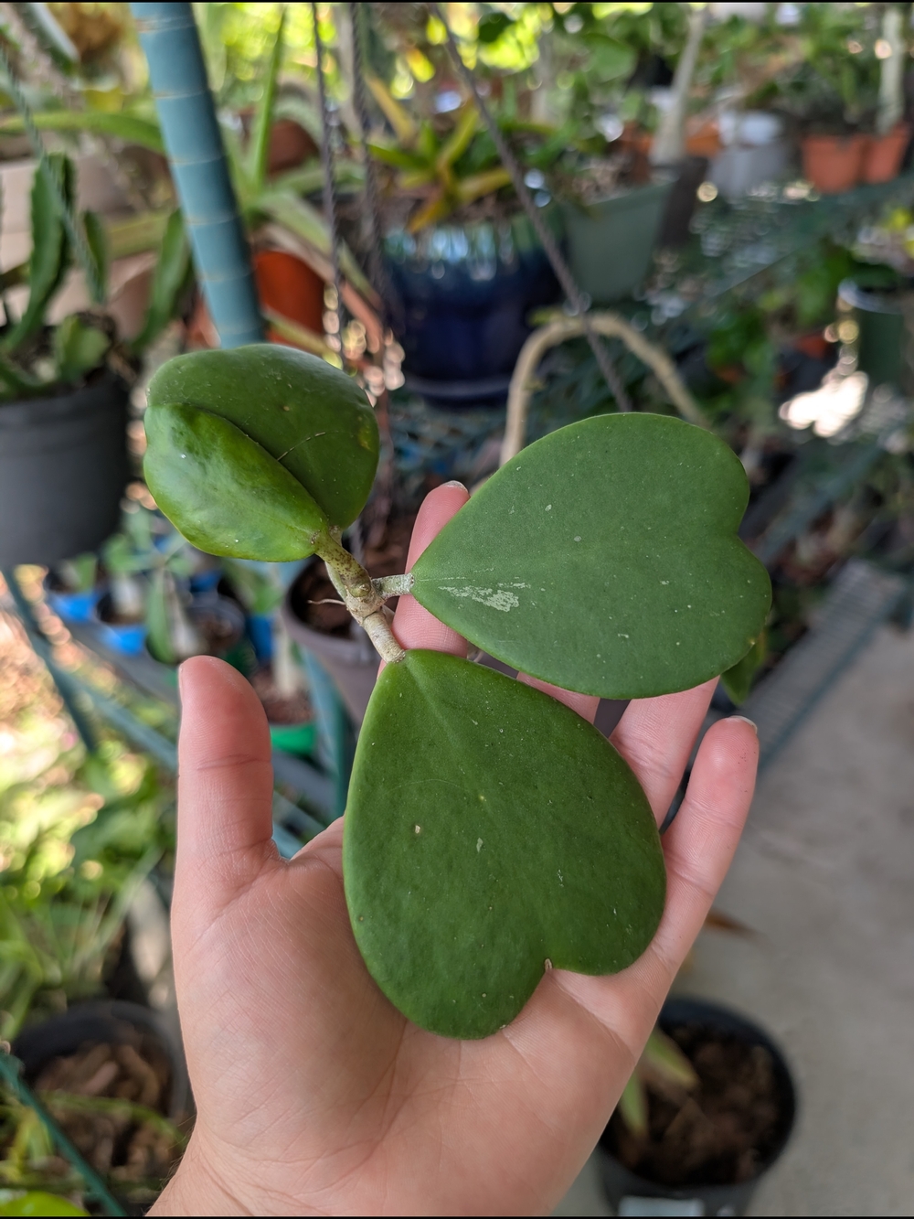 Heart Leaf Hoya Cutting - Picture 3 of 4